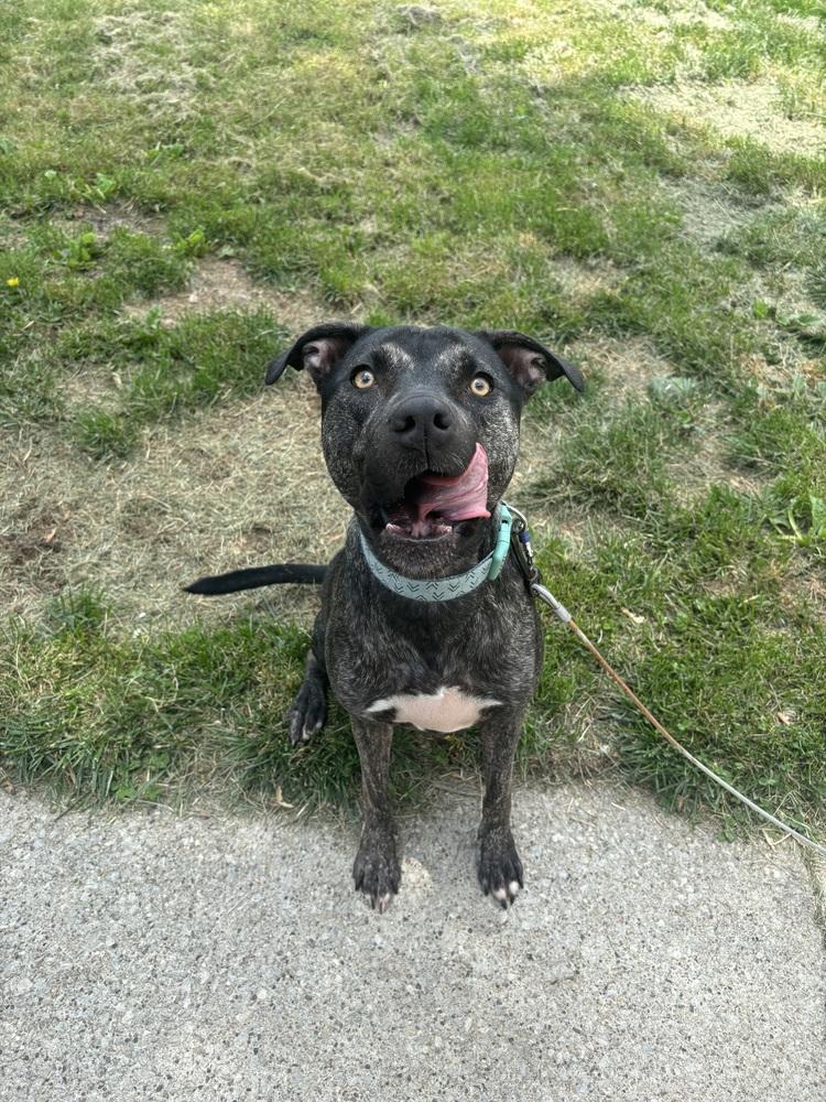 Clover, Adoptable, Adult Female Mixed Breed.