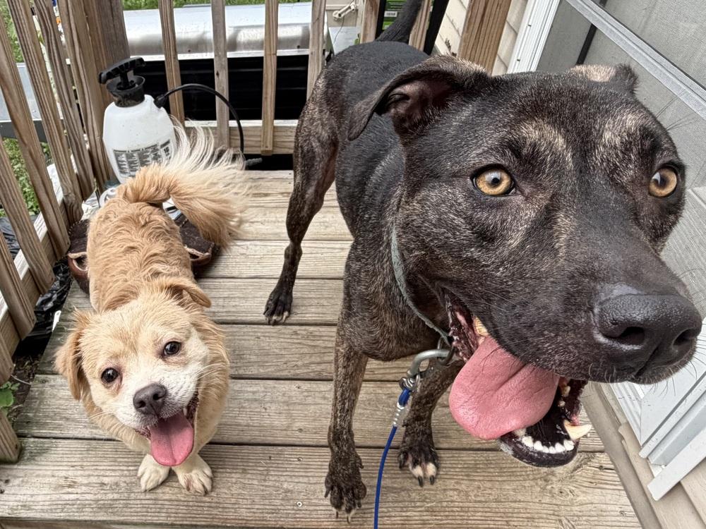 Enlarge Clover, a Adoptable mixed breed in Clinton Township, MI image 2/6