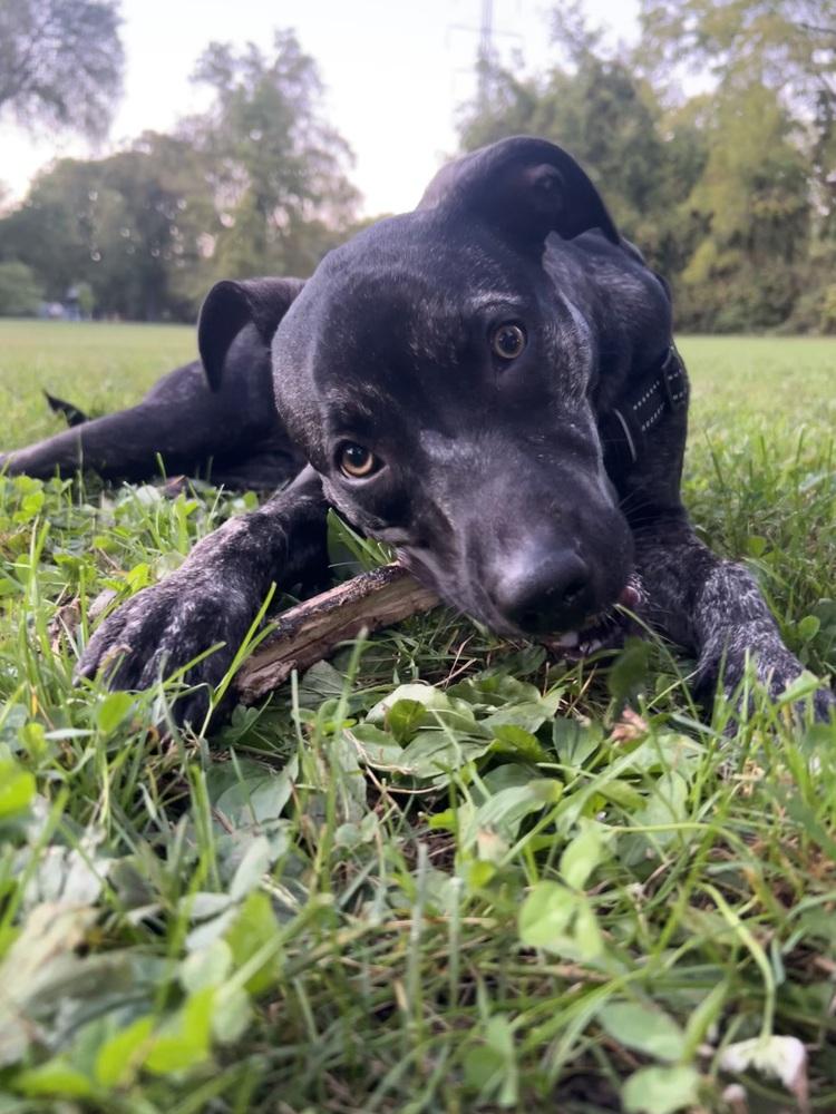 Enlarge Clover, a Adoptable mixed breed in Clinton Township, MI image 1/6