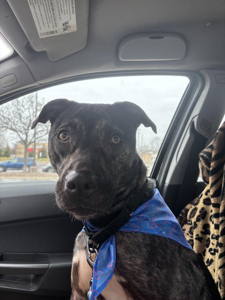 Enlarge Clover, a Adoptable mixed breed in Clinton Township, MI image 2/6