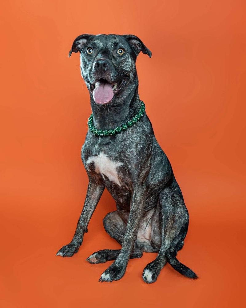 Enlarge Clover, a Adoptable mixed breed in Clinton Township, MI image 3/5