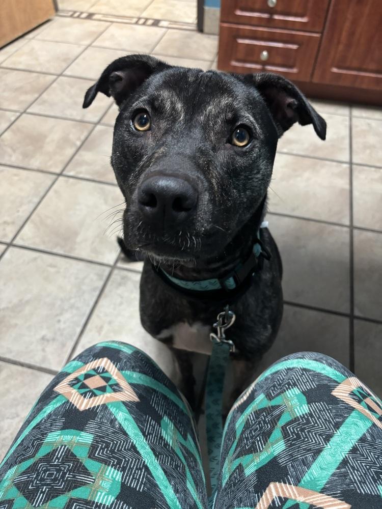Clover, a Adoptable mixed breed in Clinton Township, MI image 3/5