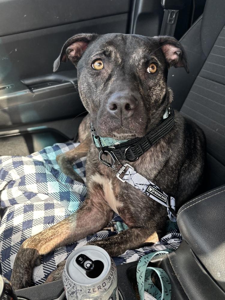 Enlarge Clover, a Adoptable mixed breed in Clinton Township, MI image 4/6