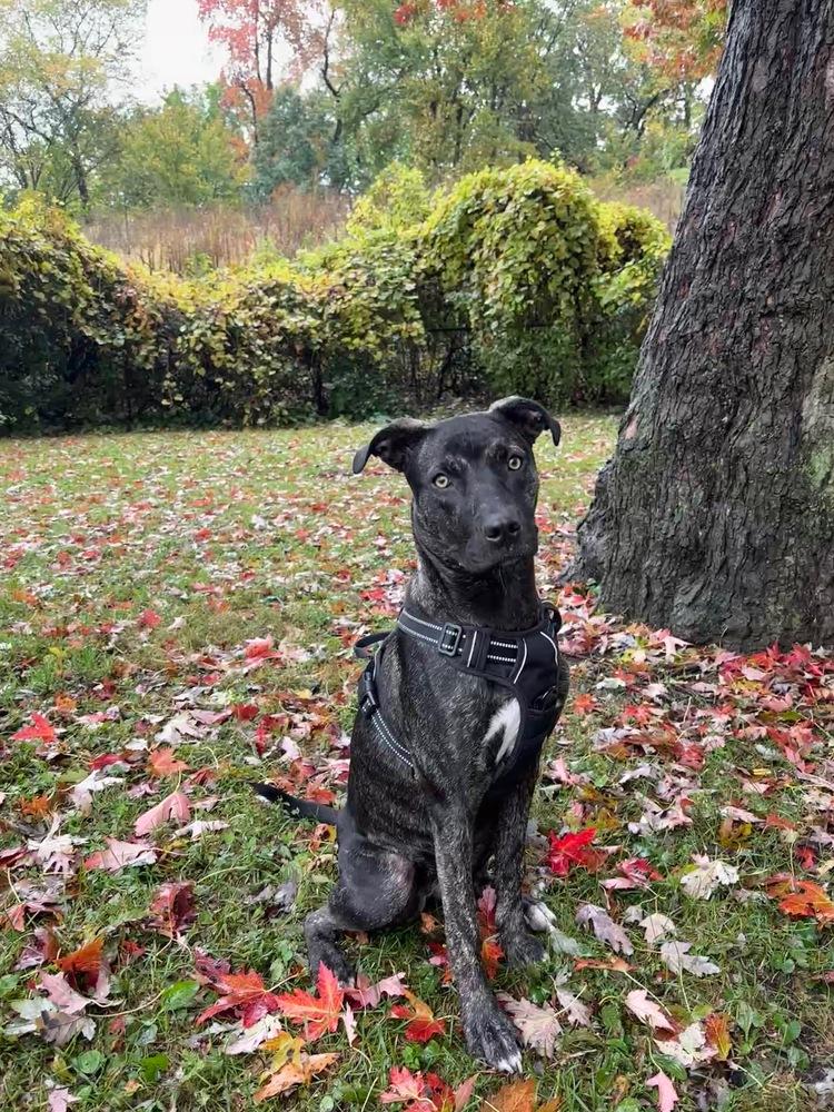 Enlarge Clover, a Adoptable mixed breed in Clinton Township, MI image 2/6