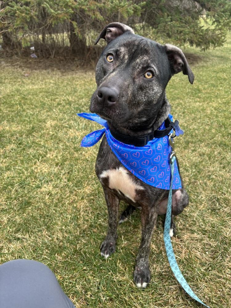 Enlarge Clover, a Adoptable mixed breed in Clinton Township, MI image 5/5