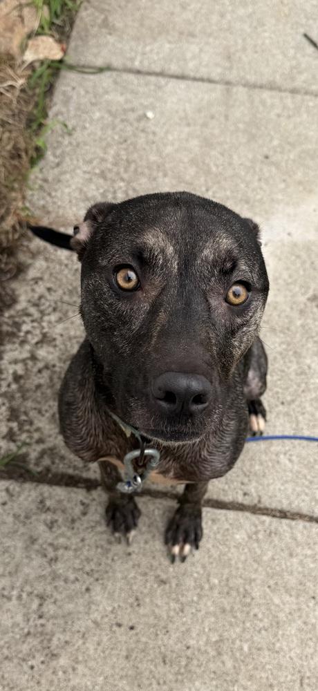 Enlarge Clover, a Adoptable mixed breed in Clinton Township, MI image 6/6