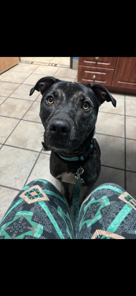 Enlarge Clover, a Adoptable mixed breed in Clinton Township, MI image 3/6