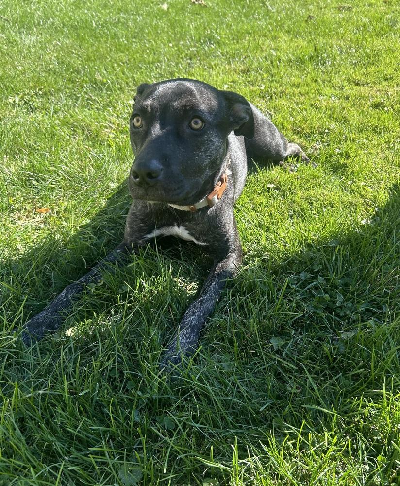 Enlarge Clover, a Adoptable mixed breed in Clinton Township, MI image 4/6