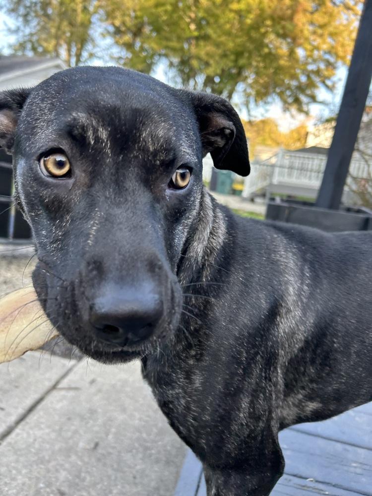 Enlarge Clover, a Adoptable mixed breed in Clinton Township, MI image 5/6