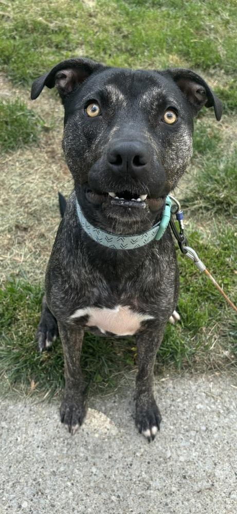 Clover, Adoptable, Adult Female Mixed Breed.