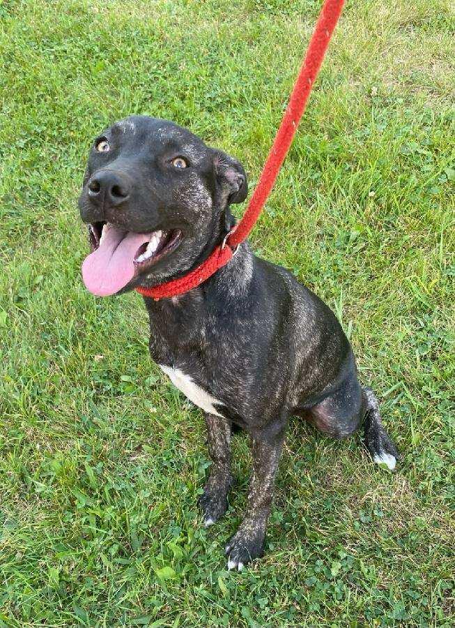 Enlarge Clover, a Adoptable mixed breed in Clinton Township, MI image 6/6