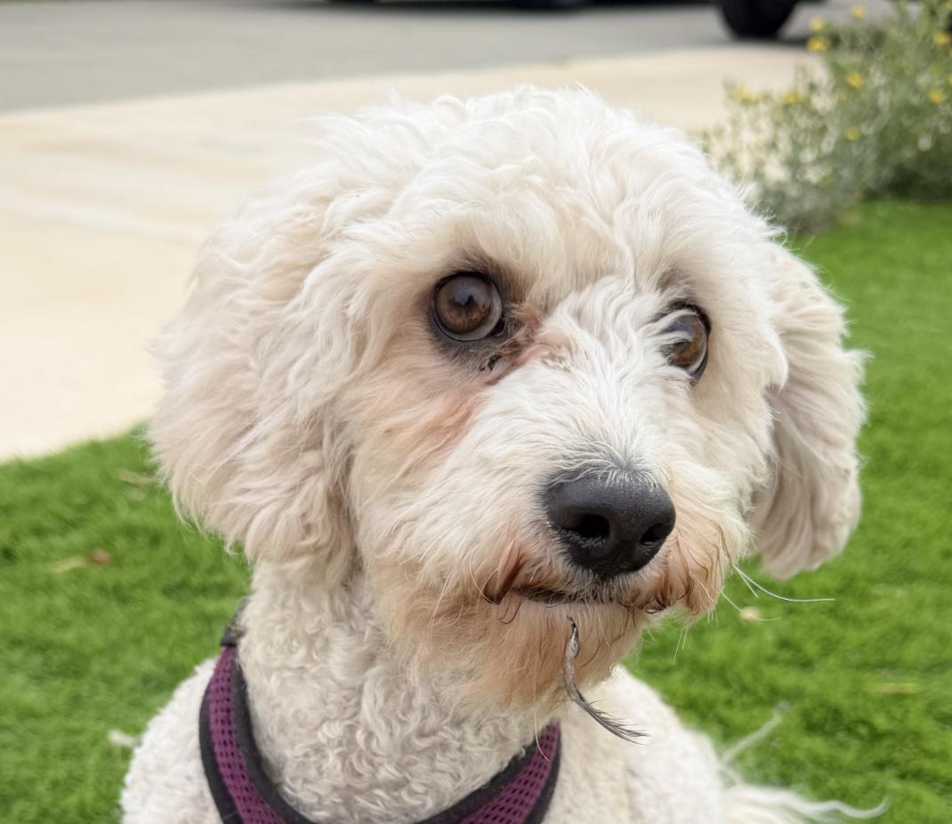 Coconut, ADOPTABLE, Adult Male Poodle & Spaniel.