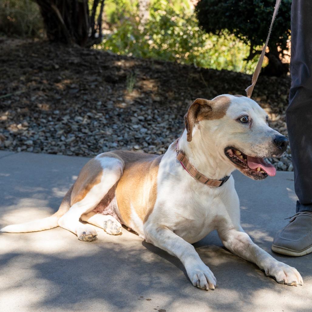 Fawn, Adoptable, Adult Female American Bulldog & Pit Bull Terrier.
