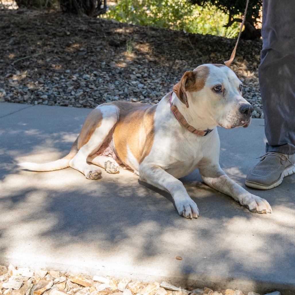 Fawn, a Adoptable mixed breed in Albuquerque, NM image 2/6