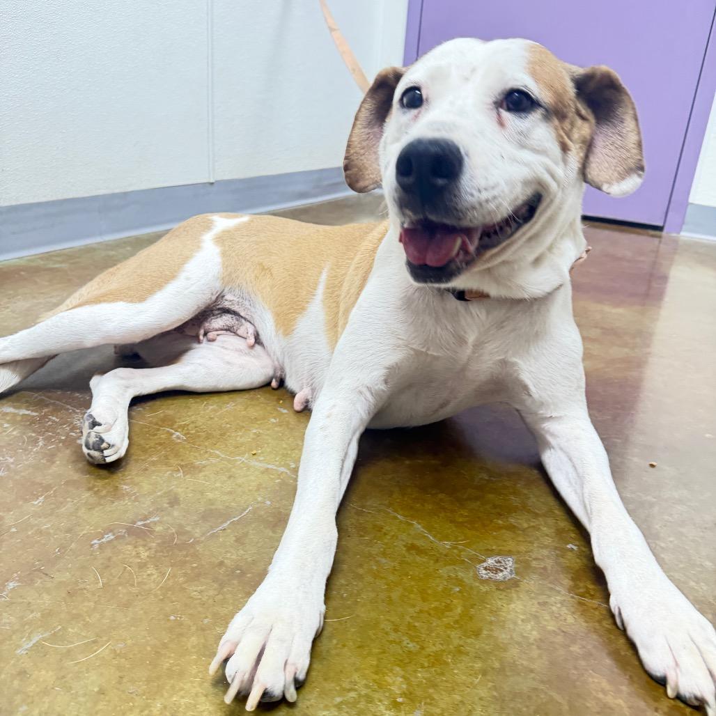Fawn, a Adoptable mixed breed in Albuquerque, NM image 3/6