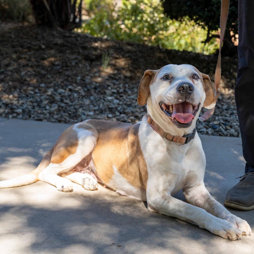 Fawn, a Adoptable mixed breed in Albuquerque, NM image 4/6