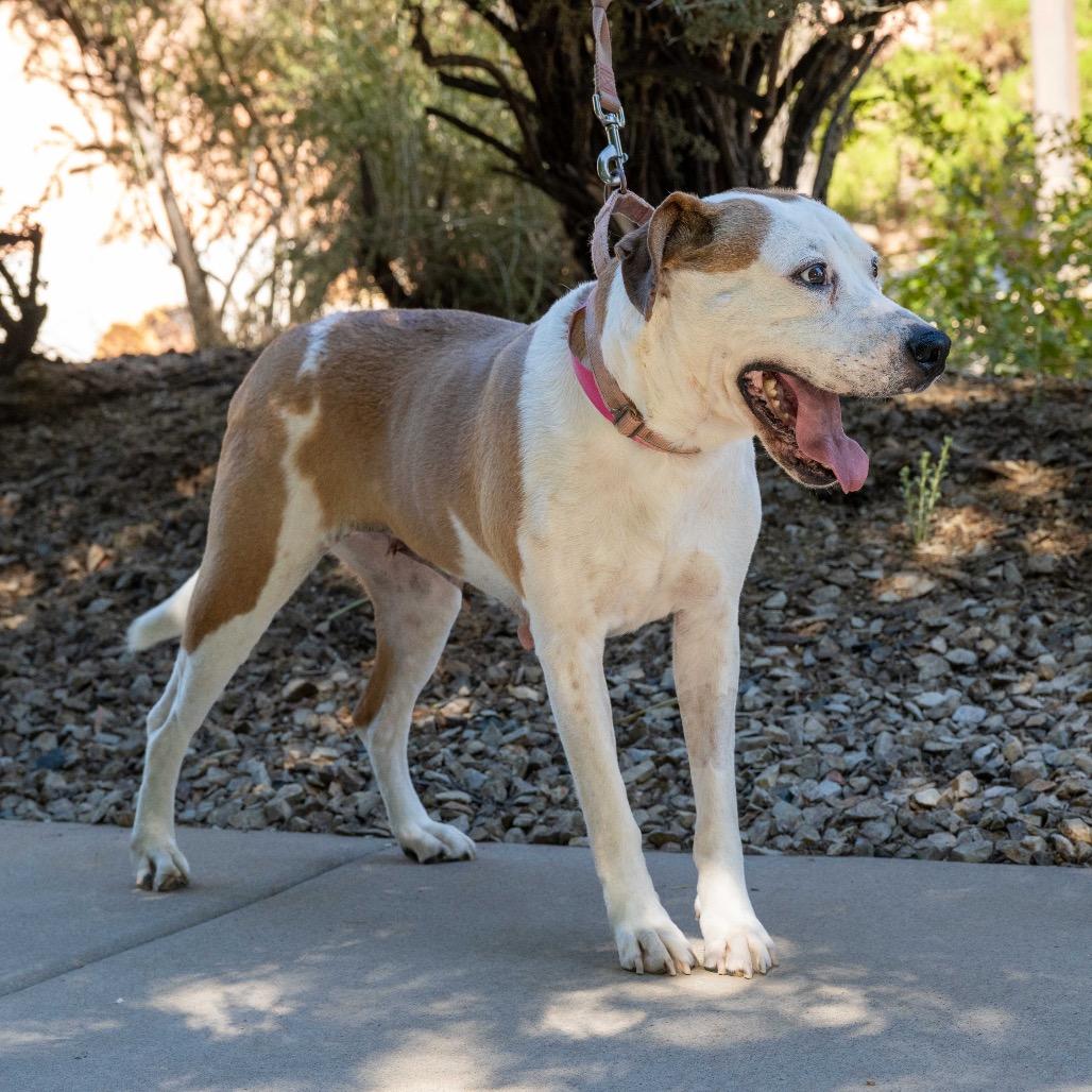 Fawn, a Adoptable mixed breed in Albuquerque, NM image 5/6