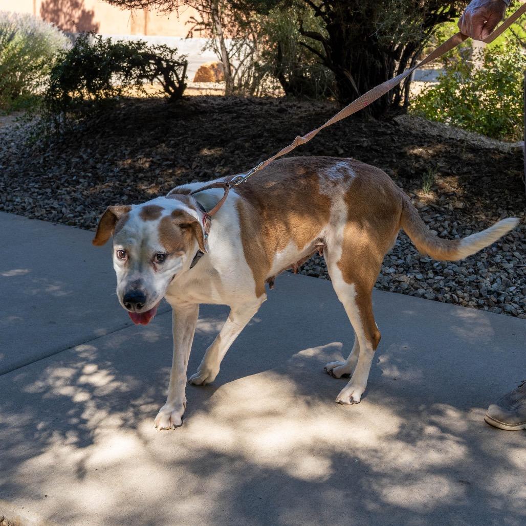 Fawn, a Adoptable mixed breed in Albuquerque, NM image 6/6