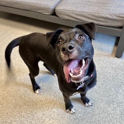 Enlarge Stormfly, an adopted Mixed Breed in Lansing, MI image 2/3