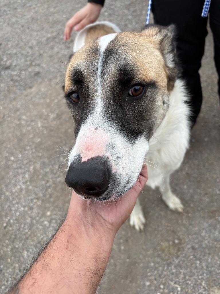 Robin, Adoptable, Young Female Anatolian Shepherd & Mixed Breed.