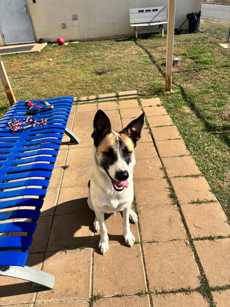 Enlarge Robin, a Adoptable mixed breed in Belton, TX image 2/6