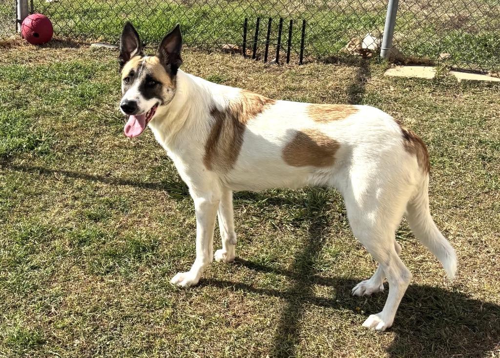 Enlarge Robin, a Adoptable mixed breed in Belton, TX image 3/6