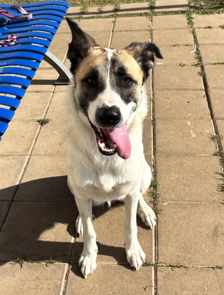 Enlarge Robin, a Adoptable mixed breed in Belton, TX image 4/6