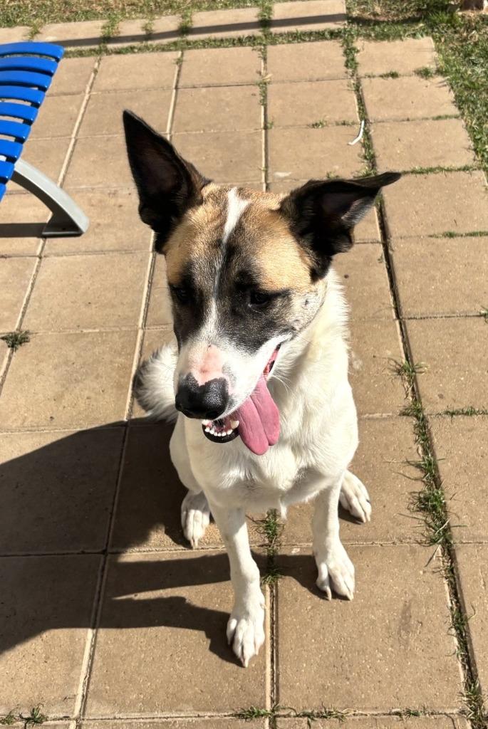 Enlarge Robin, a Adoptable mixed breed in Belton, TX image 5/6