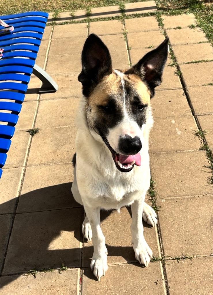 Enlarge Robin, a Adoptable mixed breed in Belton, TX image 6/6