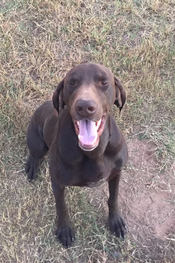 Jace, Adoptable, Adult Male German Shorthaired Pointer.