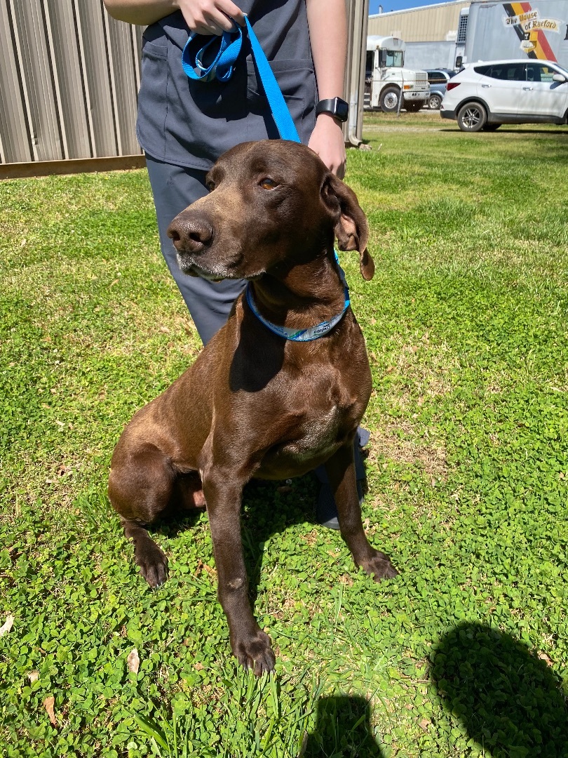 Enlarge Jace, a Adoptable German Shorthaired Pointer in Hartwell, GA image 2/4