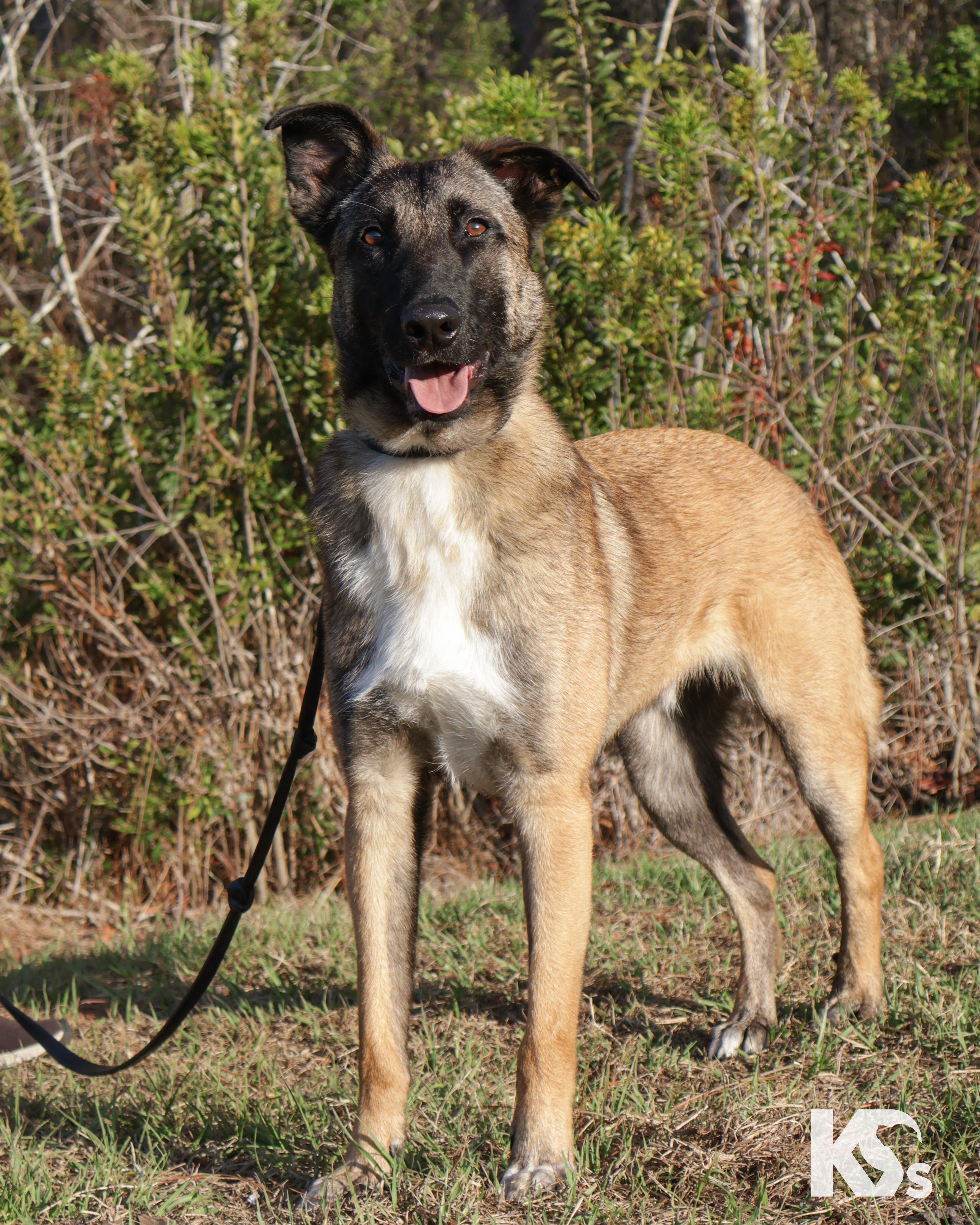 Enlarge Anchor, a ADOPTABLE mixed breed in Ponte Vedra, FL image 1/5