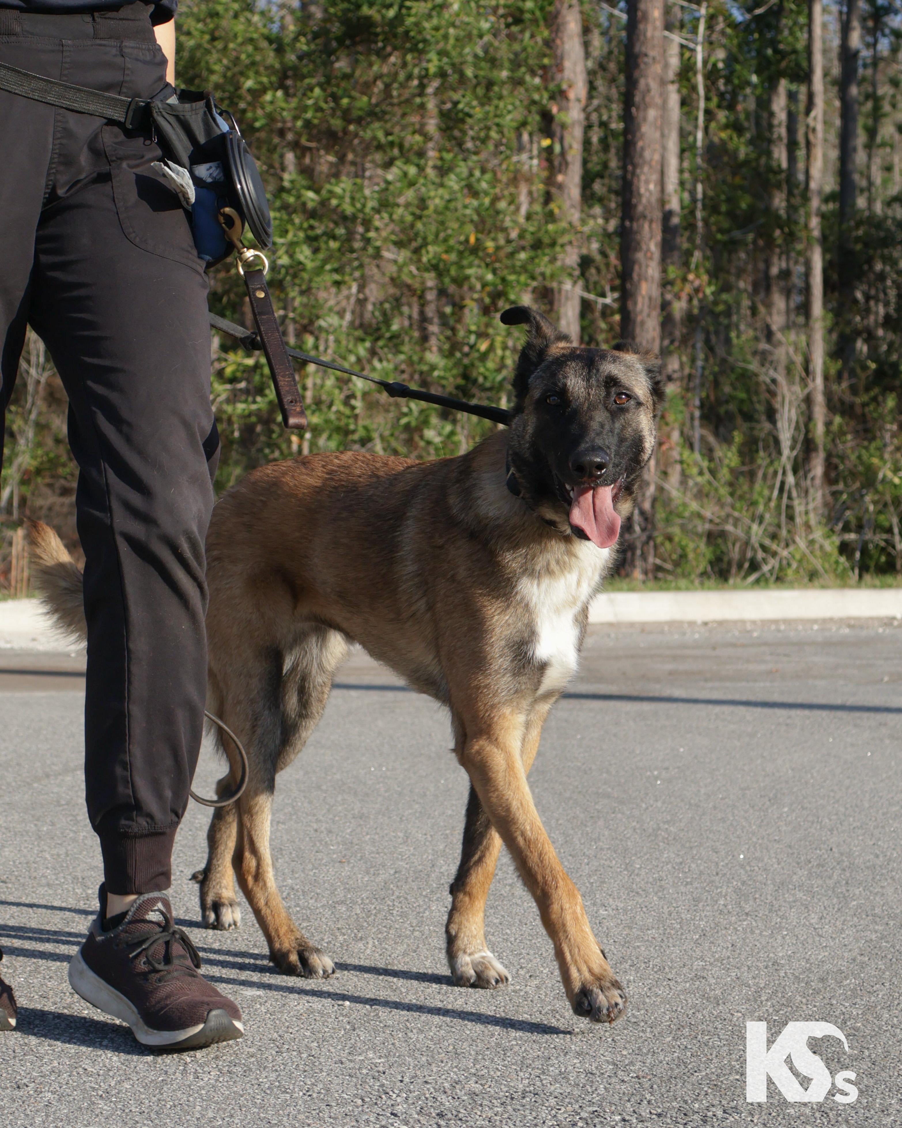 Enlarge Anchor, a ADOPTABLE mixed breed in Ponte Vedra, FL image 2/5
