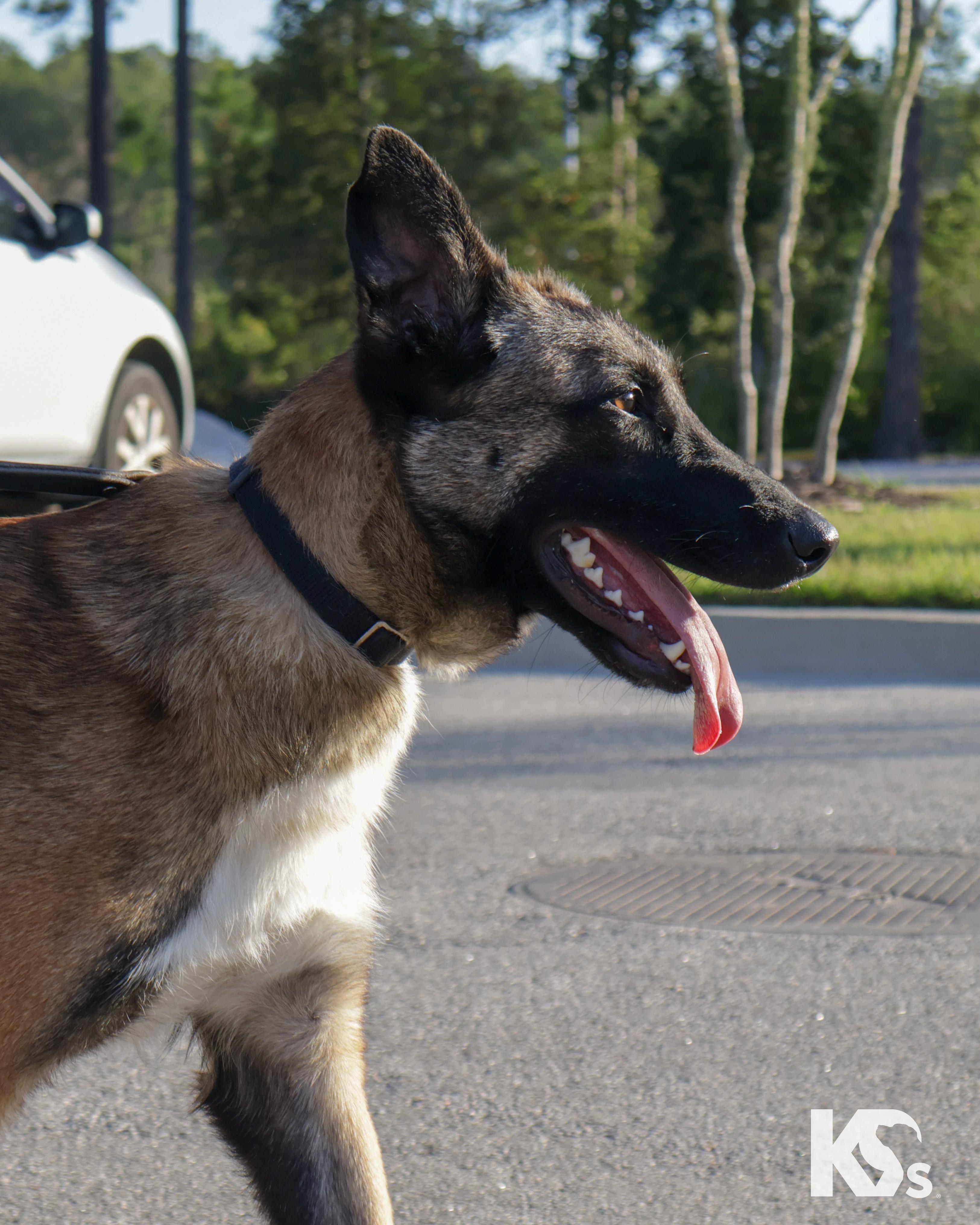 Enlarge Anchor, a ADOPTABLE mixed breed in Ponte Vedra, FL image 4/5
