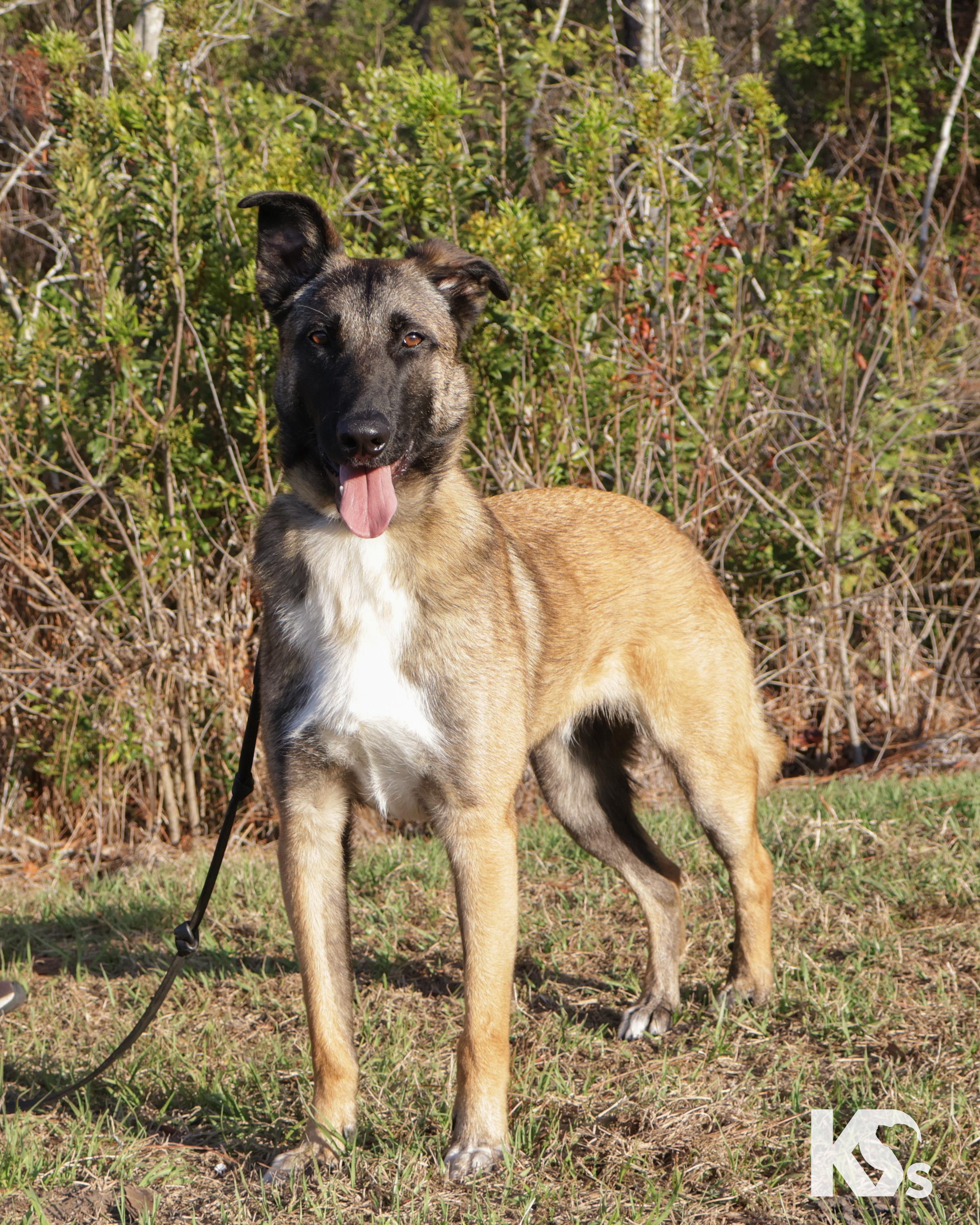 Enlarge Anchor, a ADOPTABLE mixed breed in Ponte Vedra, FL image 5/5