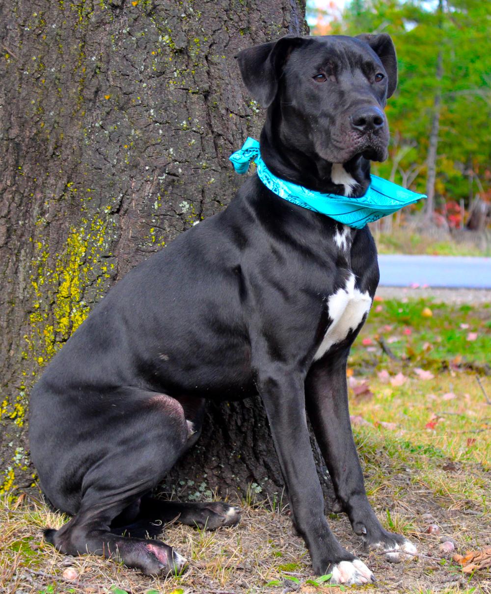Arlo, an adoptable Great Dane, Black Labrador Retriever in Cheboygan, MI, 49721 | Photo Image 3