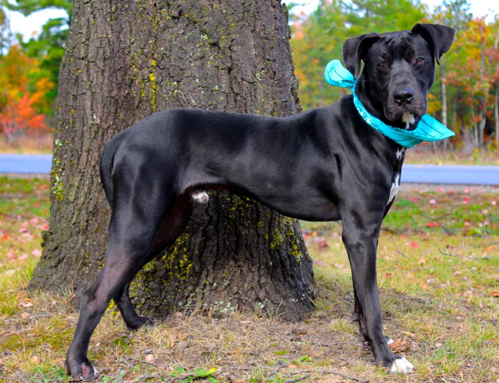 Arlo, an adoptable Great Dane, Black Labrador Retriever in Cheboygan, MI, 49721 | Photo Image 5