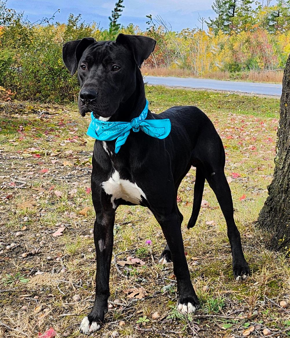 Arlo, an adoptable Great Dane, Black Labrador Retriever in Cheboygan, MI, 49721 | Photo Image 1