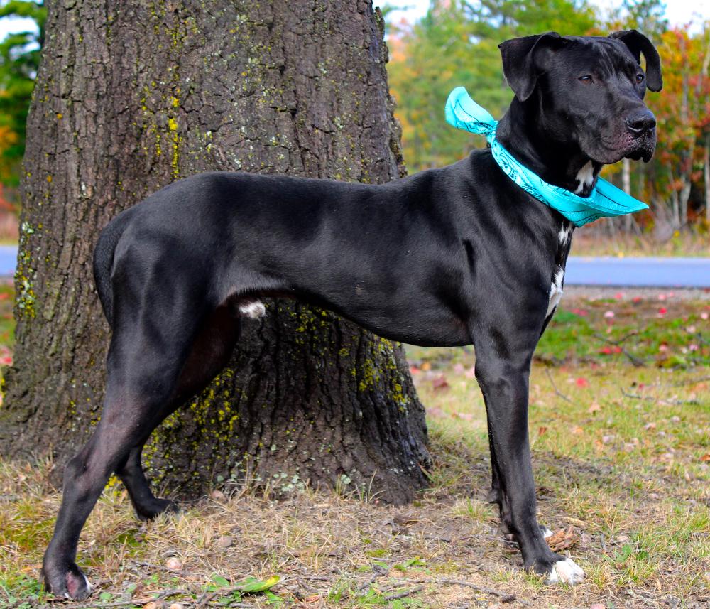 Arlo, an adoptable Great Dane, Black Labrador Retriever in Cheboygan, MI, 49721 | Photo Image 4