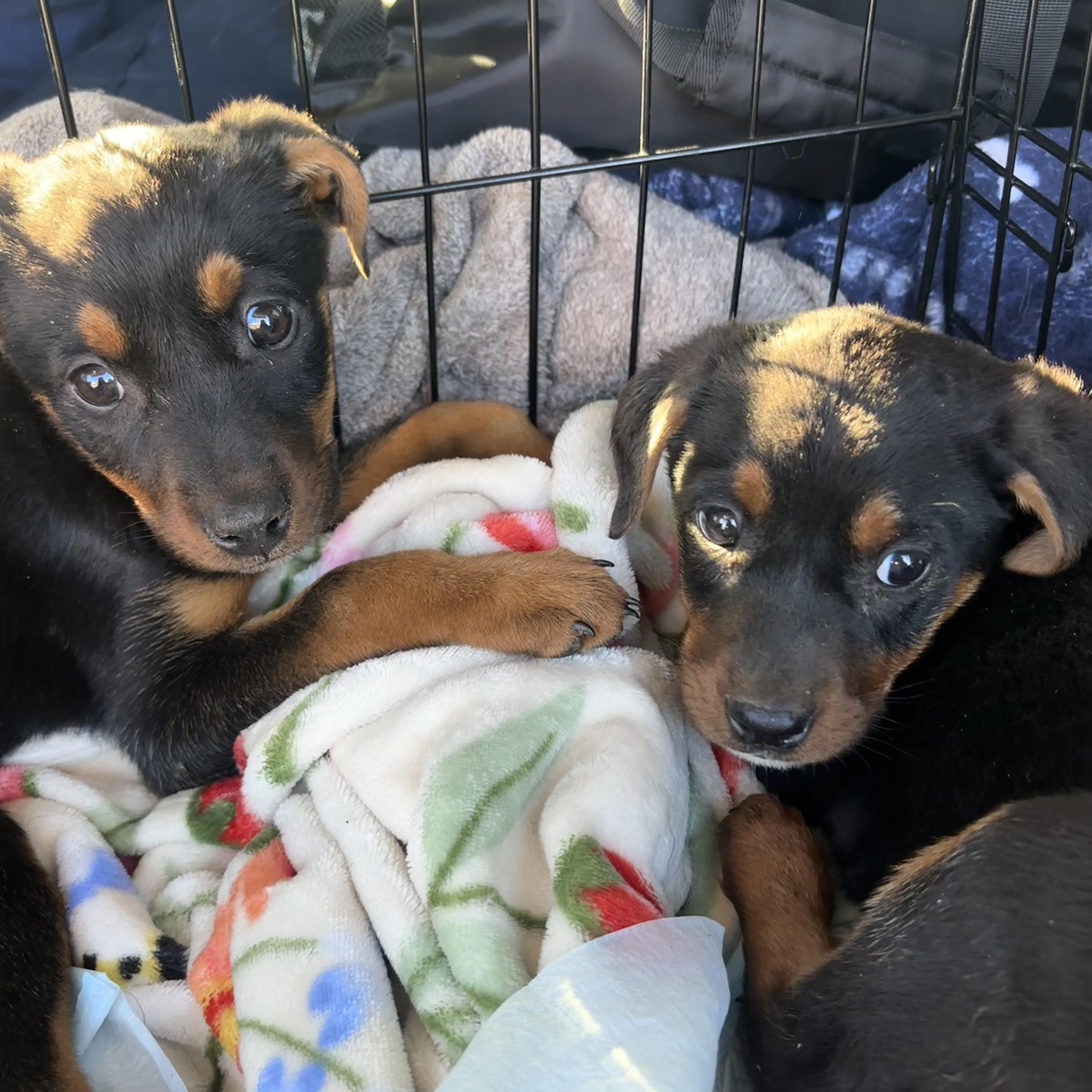 Enlarge Noel, a ADOPTABLE mixed breed in Bethlehem, PA image 3/4