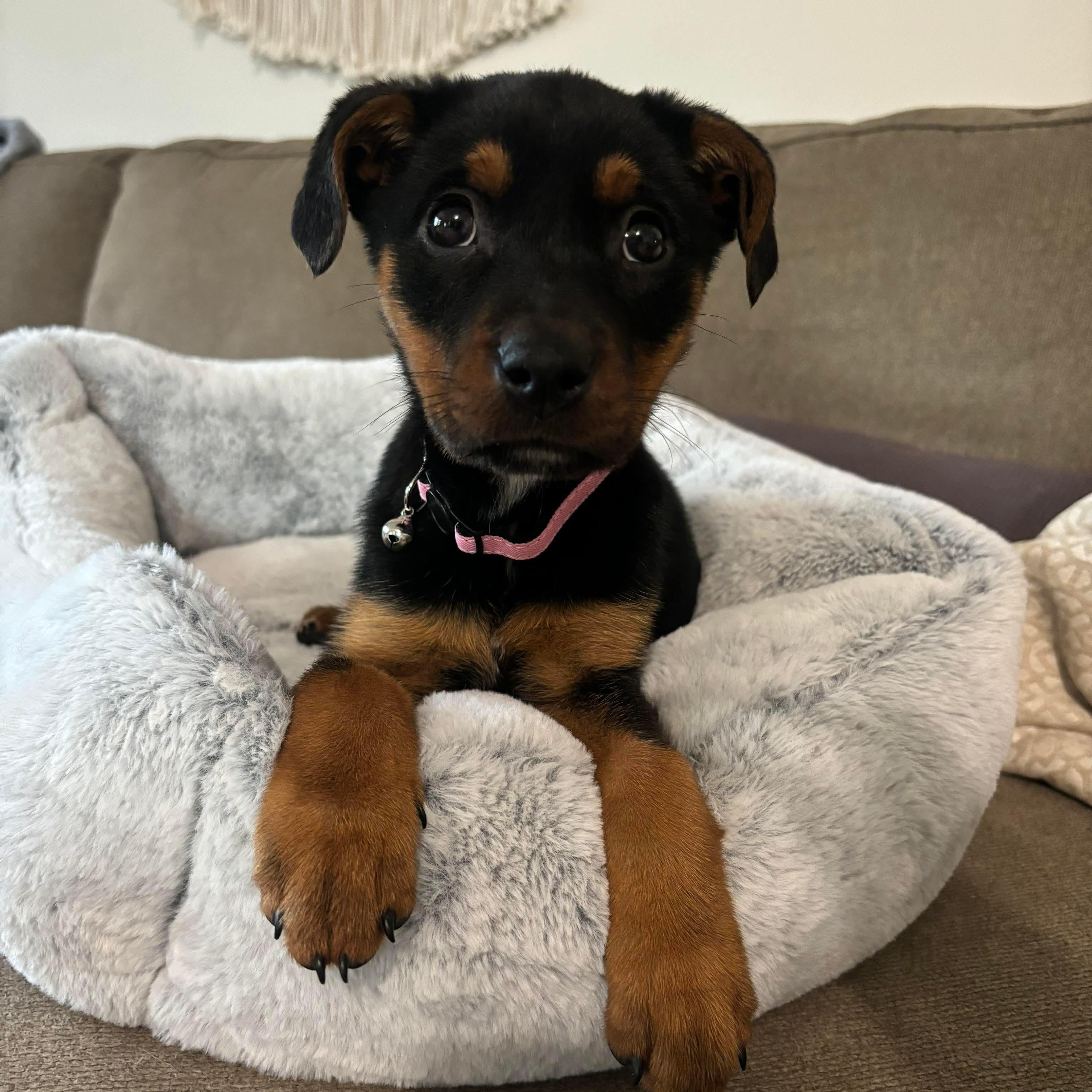 Noel, ADOPTABLE, Puppy Female Rottweiler & Labrador Retriever.