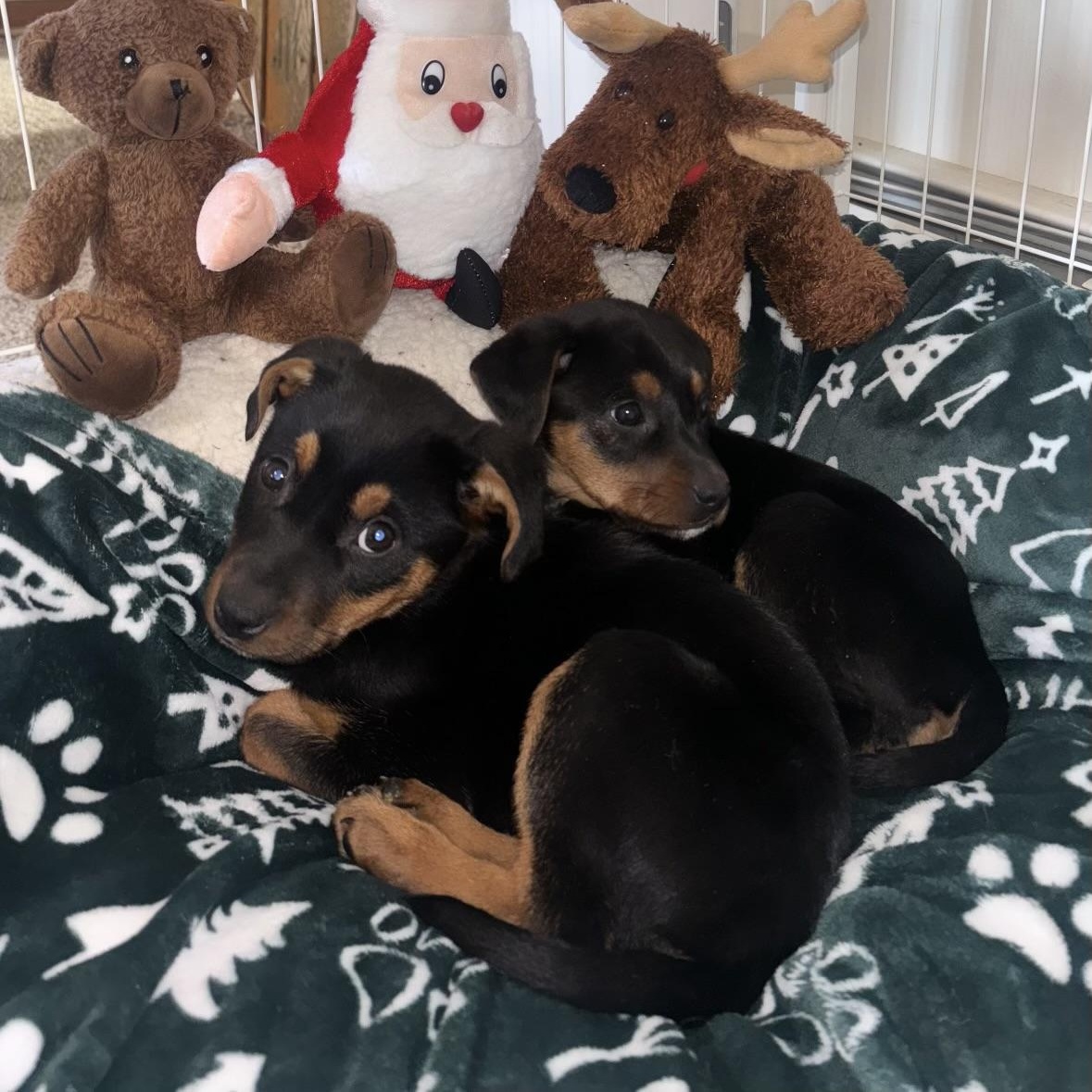 Enlarge Noel, a ADOPTABLE mixed breed in Bethlehem, PA image 4/4