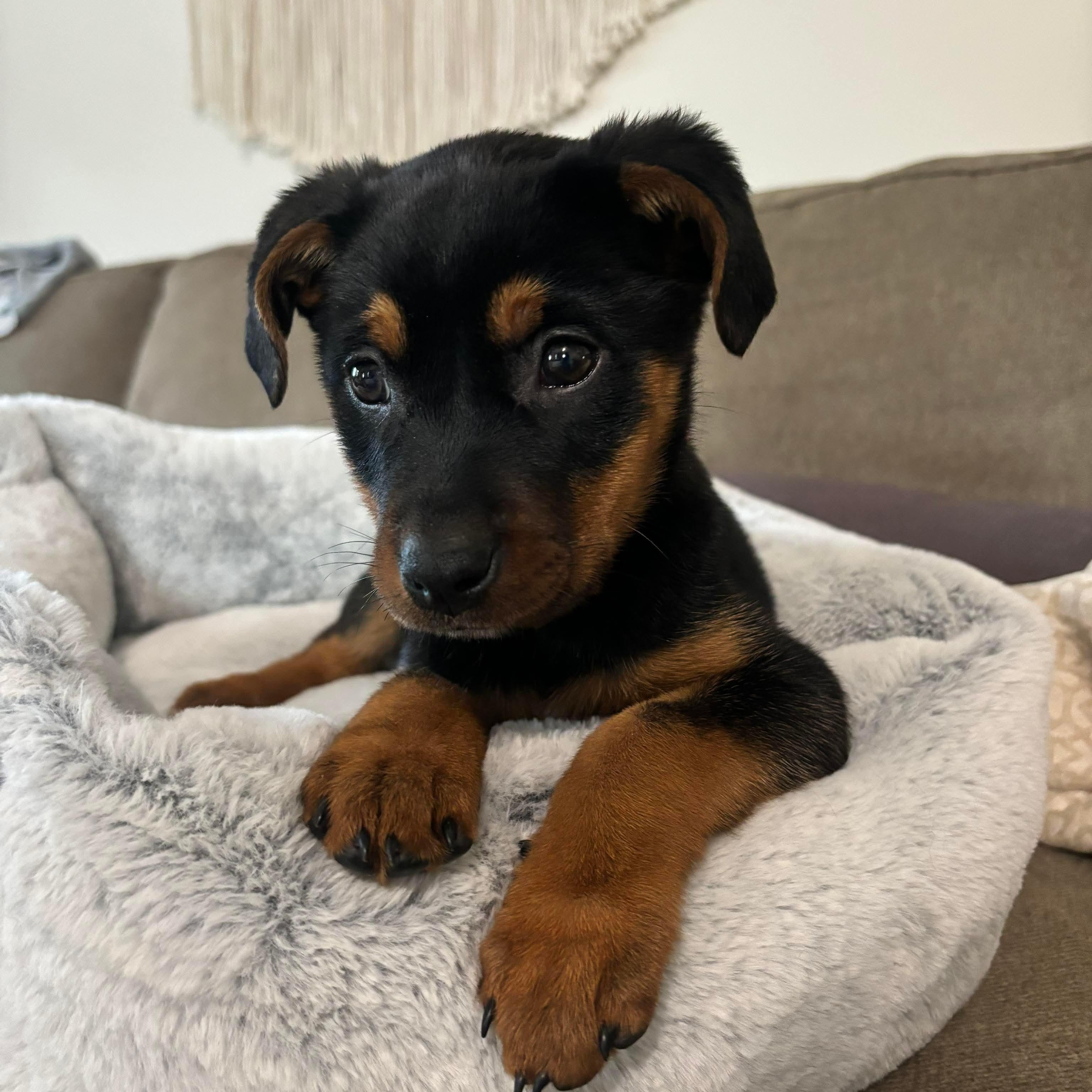 Enlarge Noel, a ADOPTABLE mixed breed in Bethlehem, PA image 2/4