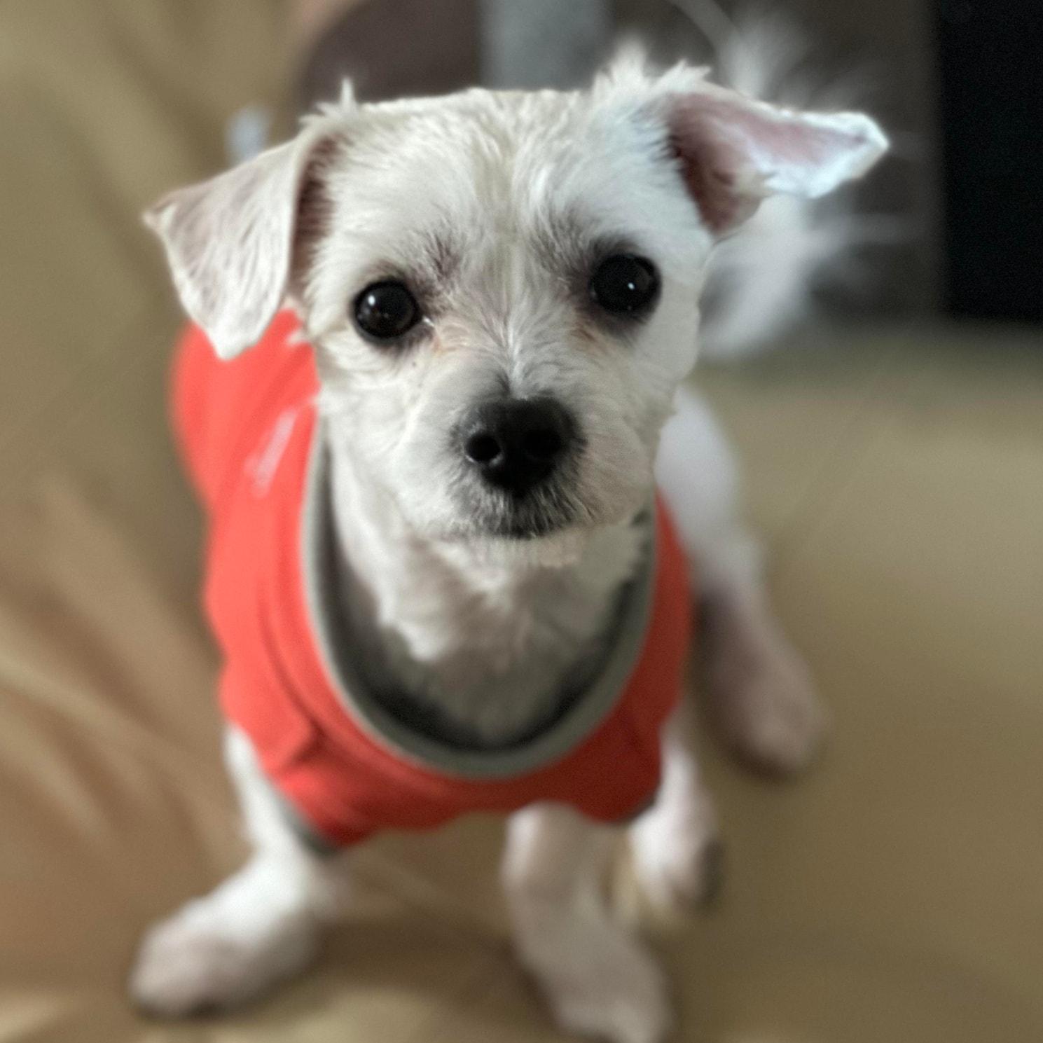 Shadow, a ADOPTABLE mixed breed in De Pere, WI image 1/4