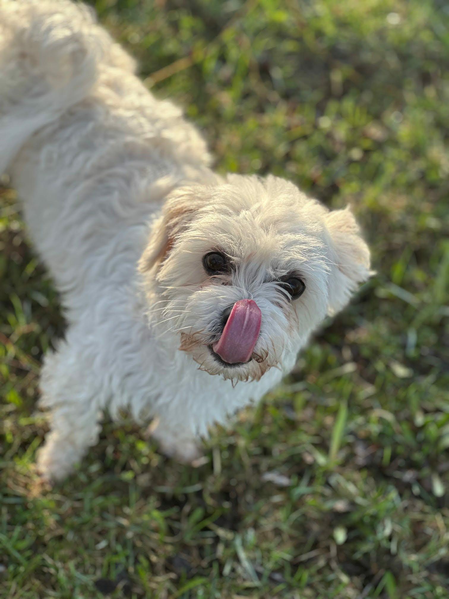 Shadow, an adoptable mixed breed in De Pere, WI image 2/5