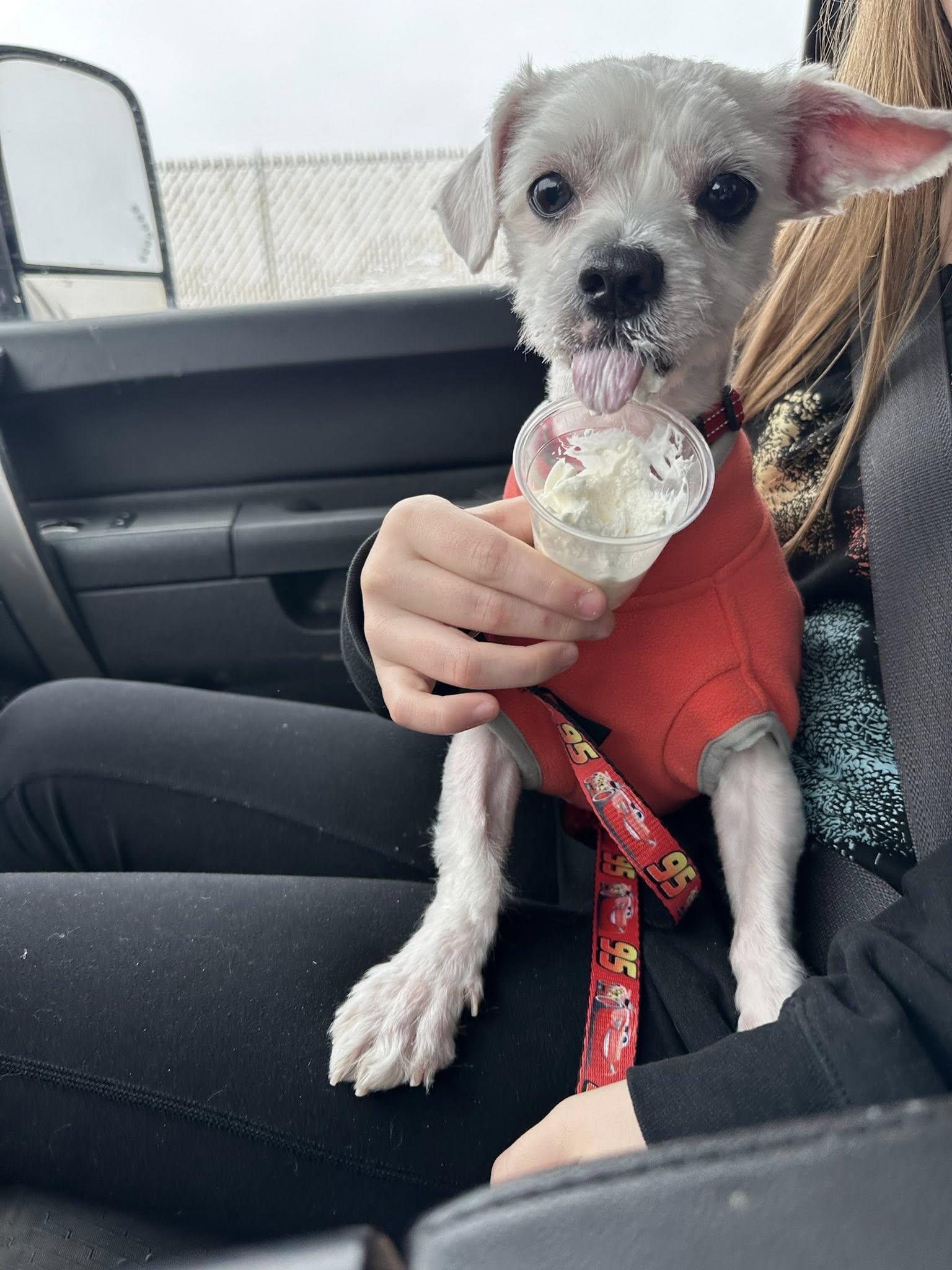 Shadow, a ADOPTABLE mixed breed in De Pere, WI image 3/4