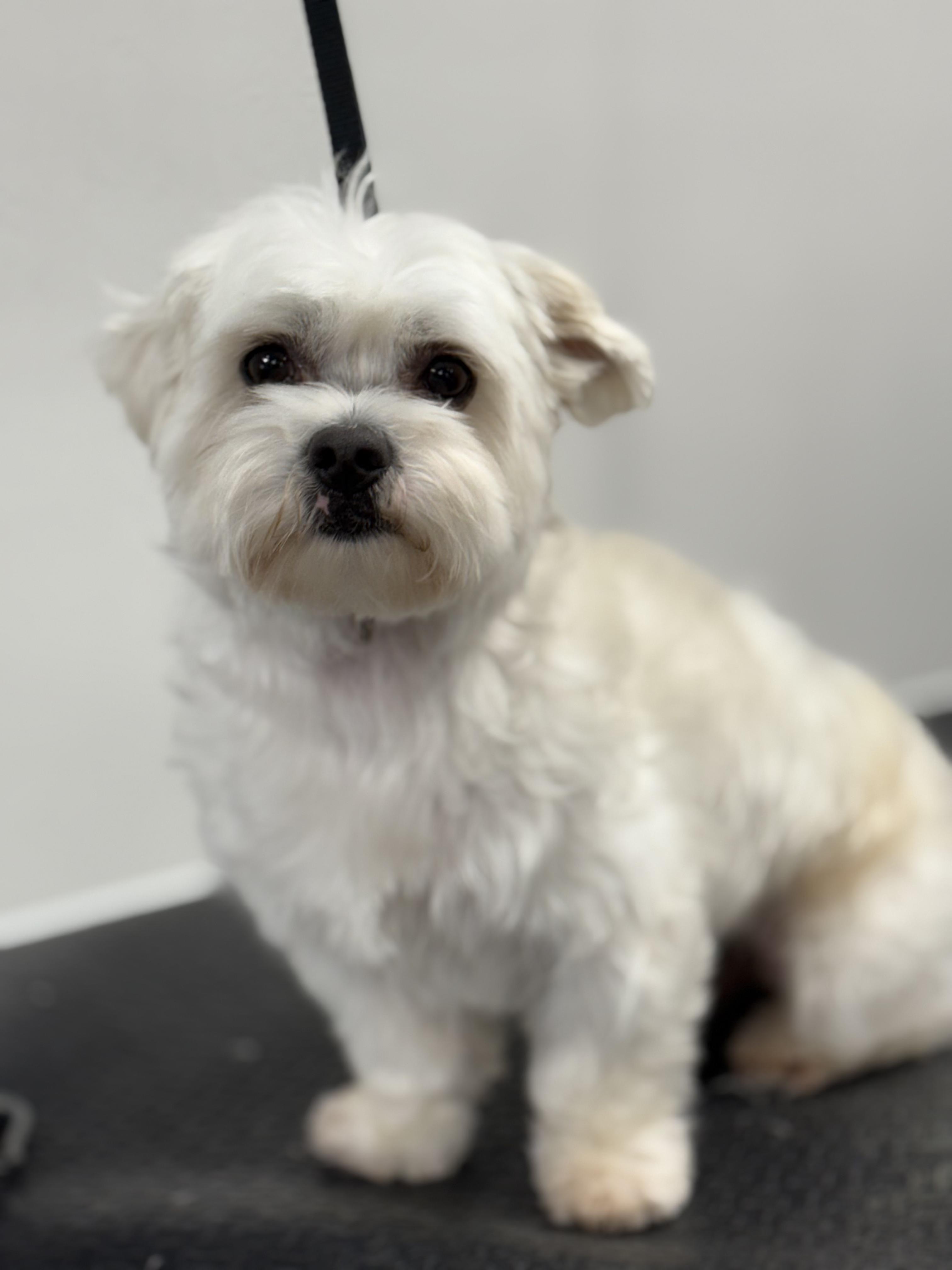 Shadow, adoptable, Adult Male Havanese.