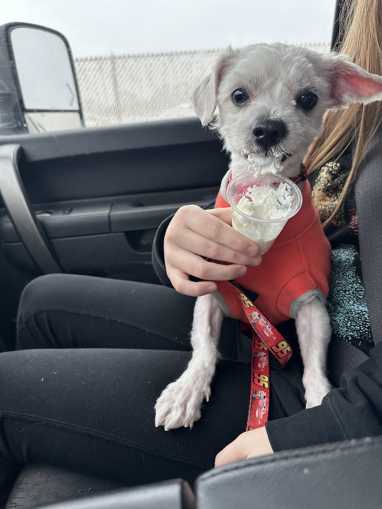 Shadow, a ADOPTABLE mixed breed in De Pere, WI image 4/4