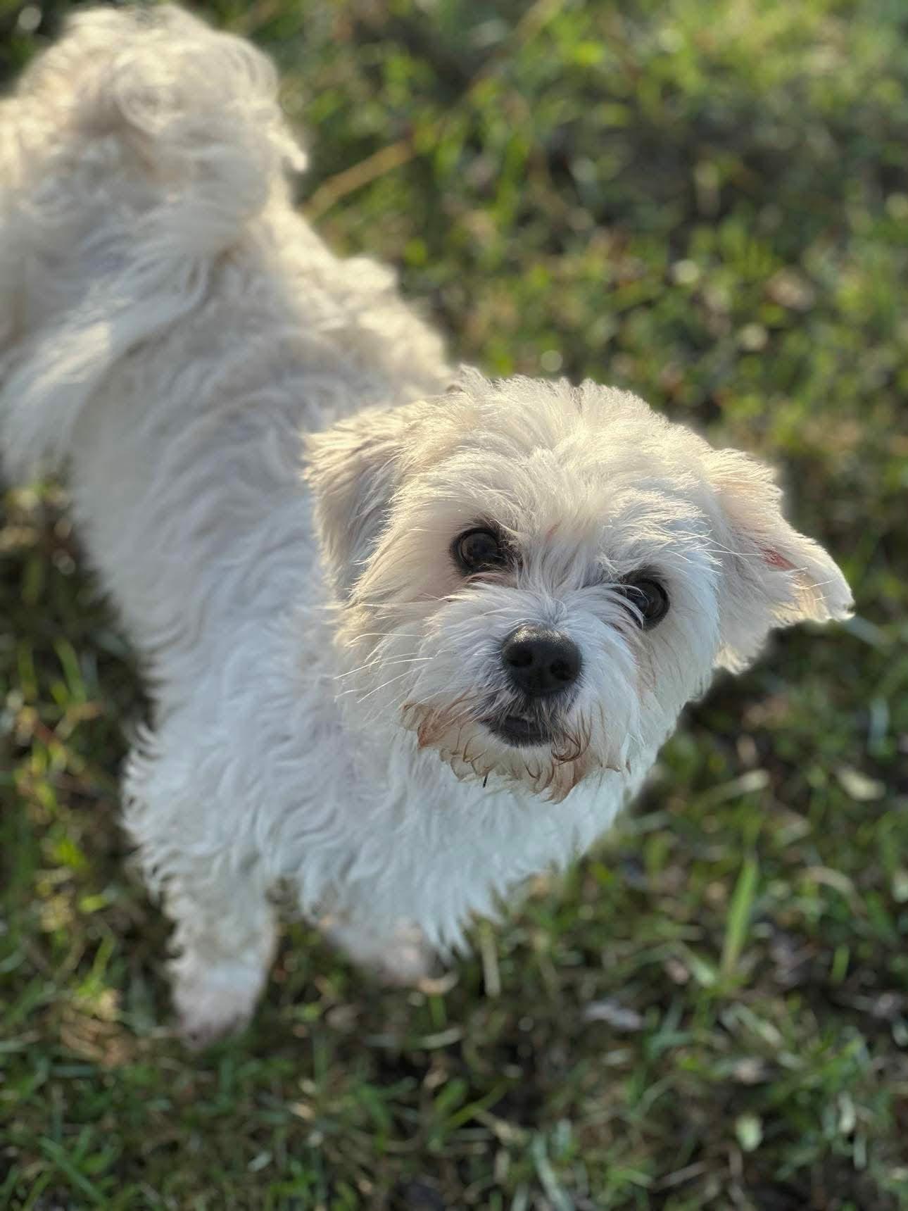 Shadow, an adoptable mixed breed in De Pere, WI image 3/5
