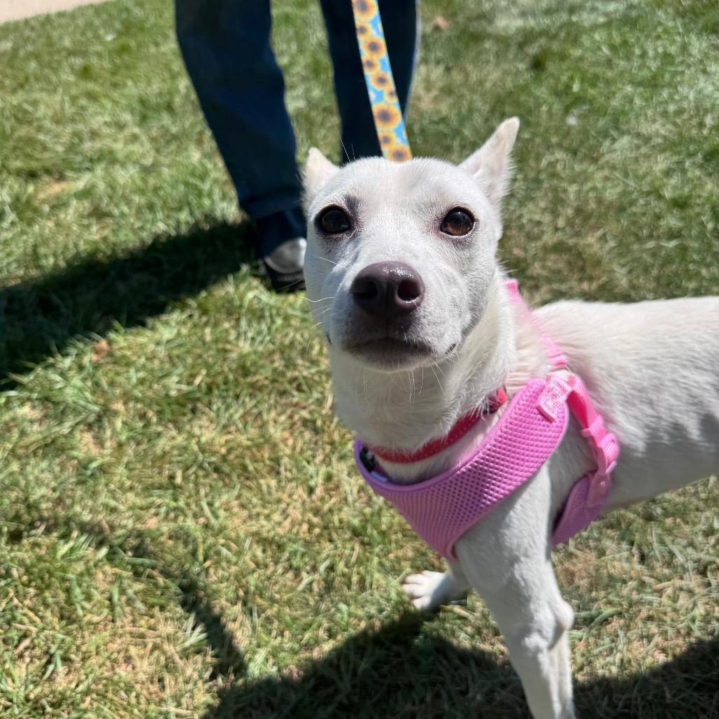 Enlarge Lisa HW+, a Adoptable Jindo in Northbrook, IL image 1/6